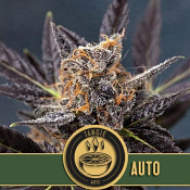 Tangie Auto - Feminized - Blimburn
