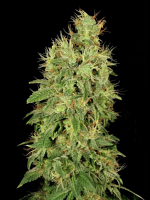 Serious Seeds CBD Chronic Feminized