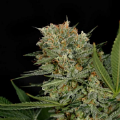 Sweet Russian – Feminized – Garden of Green