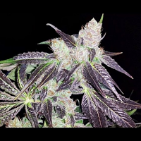 Devil's Harvest Seeds Kuchi Regular