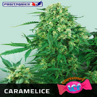 Positronics Seeds Caramel Ice Feminized