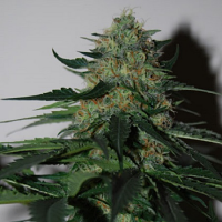 Black Skull Seeds Pineapple Gum Feminized