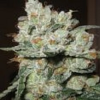 Sagarmatha Seeds Santa Cruz Kush Feminized