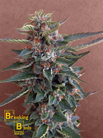 Breaking Buds Seeds Chocolate Cookies Feminized