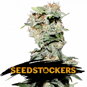 CBD Critical XXL - Feminized - Seed Stockers