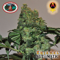 Big Buddha Seeds Chiesel Automatic Feminised