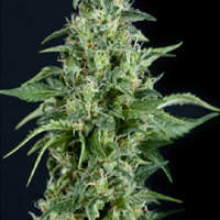 Pyramid Seeds Kryptonite Feminized