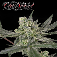 Ripper Seeds Old School Feminised