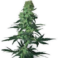 White Label Seed Company Amnesia White Regular