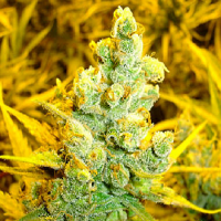 Medical Seeds 1024 Feminized