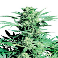 Shiva Skunk – Regular – Sensi Seeds