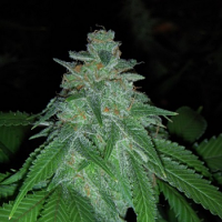 Archive Seeds Stink Bomb Regular