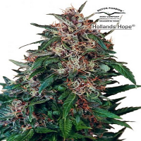 Dutch Passion Seeds Hollands Hope Regular