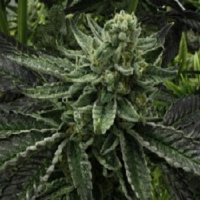 Rare Dankness Seeds Commerce City Kush Regular