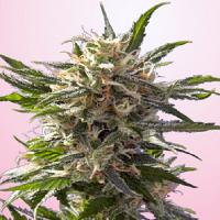 Spliff Seeds Crystal White Feminised (Gold)