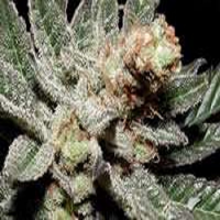 Soma Seeds Amethyst Bud Regular