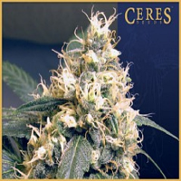 Ceres Seeds Skunk Regular