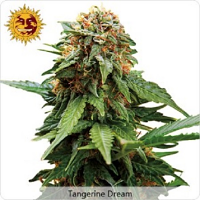 Tangerine Dream - Feminized - 2024 Cannabis Seed Collection