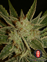 Serious Seeds Bubble Gum Regular