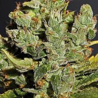 Bulk Seeds Auto Cheese Feminized