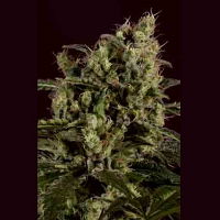 SuperCBDx Seeds Sage N Sour x SCBDx Feminized
