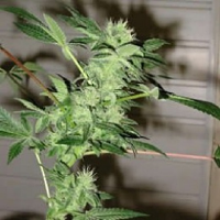Chrystal – Regular – Nirvana Seeds
