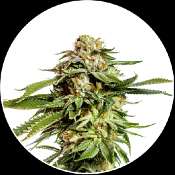 Super Scoop - Feminized - Yieldmonger Seeds