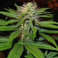 Paradise Seeds Magic Bud Feminised