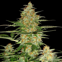 60 Day Wonder - Auto Feminized - DNA Genetics