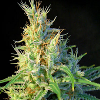 Sweet Seeds Psicodelicia Feminized