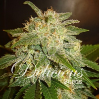 Delicious Seeds La Bella Afrodita Auto Feminized
