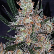 Diesel Berry Cough – Feminized – Garden of Green