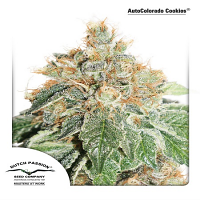Auto Colorado Cookies® - Feminized - Dutch Passion