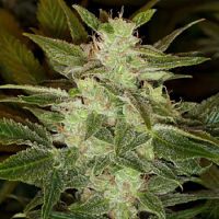 Black Skull Seeds Auto Speed Haze Feminized