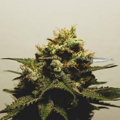 Pina o Nada - Regular - Pilchard's Caviar Bodega