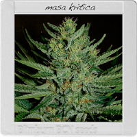 Blimburn Seeds Blimburn Bcn Range Masa Kritica Feminised