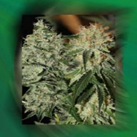 Connoisseur Genetics Seeds Strawberry Dogshit Regular