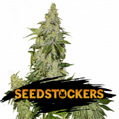 Sherbet Auto - Feminized - Seed Stockers