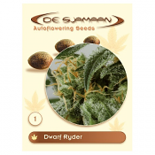 Dwarf Ryder - Feminised - De Sjamaan Seeds