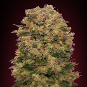 California Kush - Feminized - OO Seeds