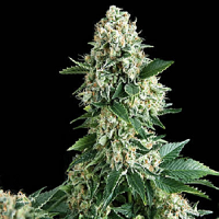 Pyramid Seeds Auto New York City Feminized
