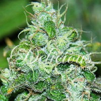 Delicious Seeds Fruity Chronic Juice Feminized