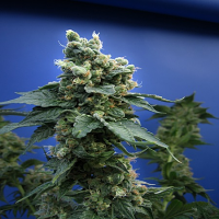 T.H.Seeds Sage 'n' Sour Feminised