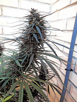 Purple Haze x Malawi - Feminized - Ace Seeds