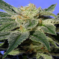T.H.Seeds Kushage Feminized