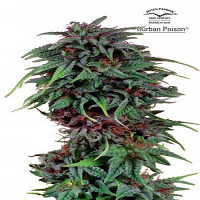 Durban Poison® -  Regular - Dutch Passion