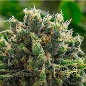 White Runtz - Feminized - Anesia Seeds