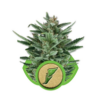 Quick One Auto – Feminized – Royal Queen Seeds