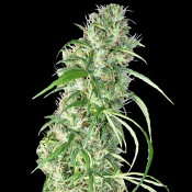 Ethiopia x Malawi - Regular - Ace Seeds