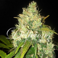 Delicious Seeds Black Russian Feminized